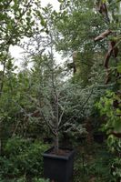 Blaue Atlaszeder - Cedrus libanii `Glauca` - >350cm  -50%